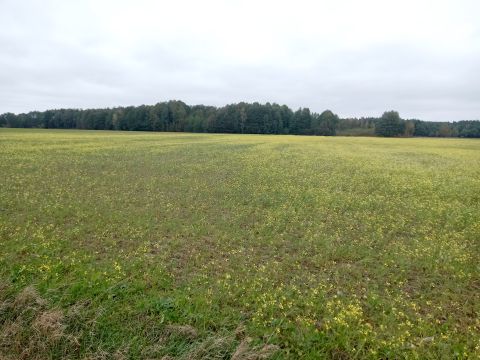 Sprzedaż Działka Malanów, pow. pabianicki