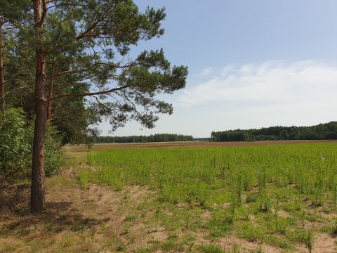 Sprzedaż Działka Blinno, pow. sierpecki